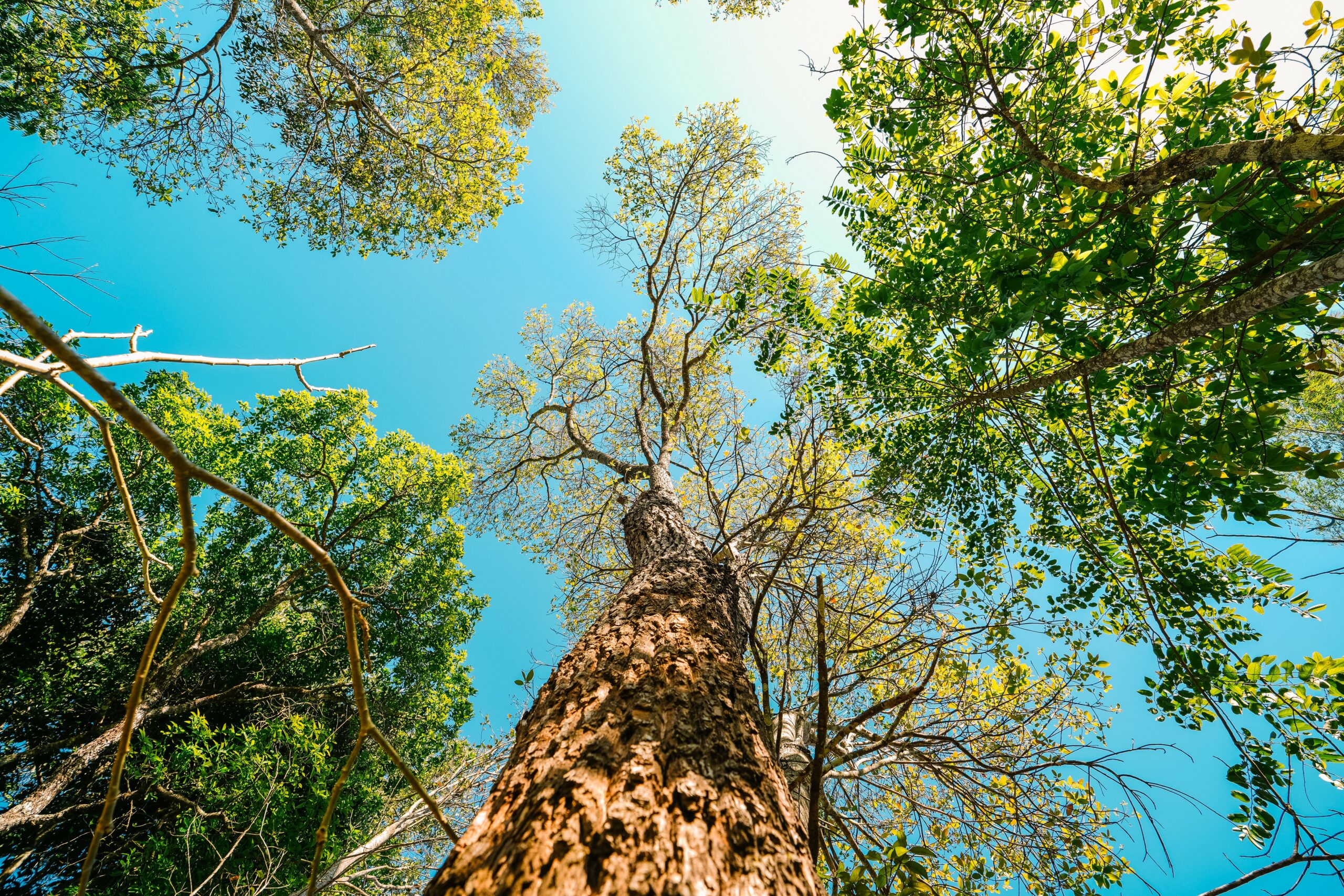 cadena de custodia interpack