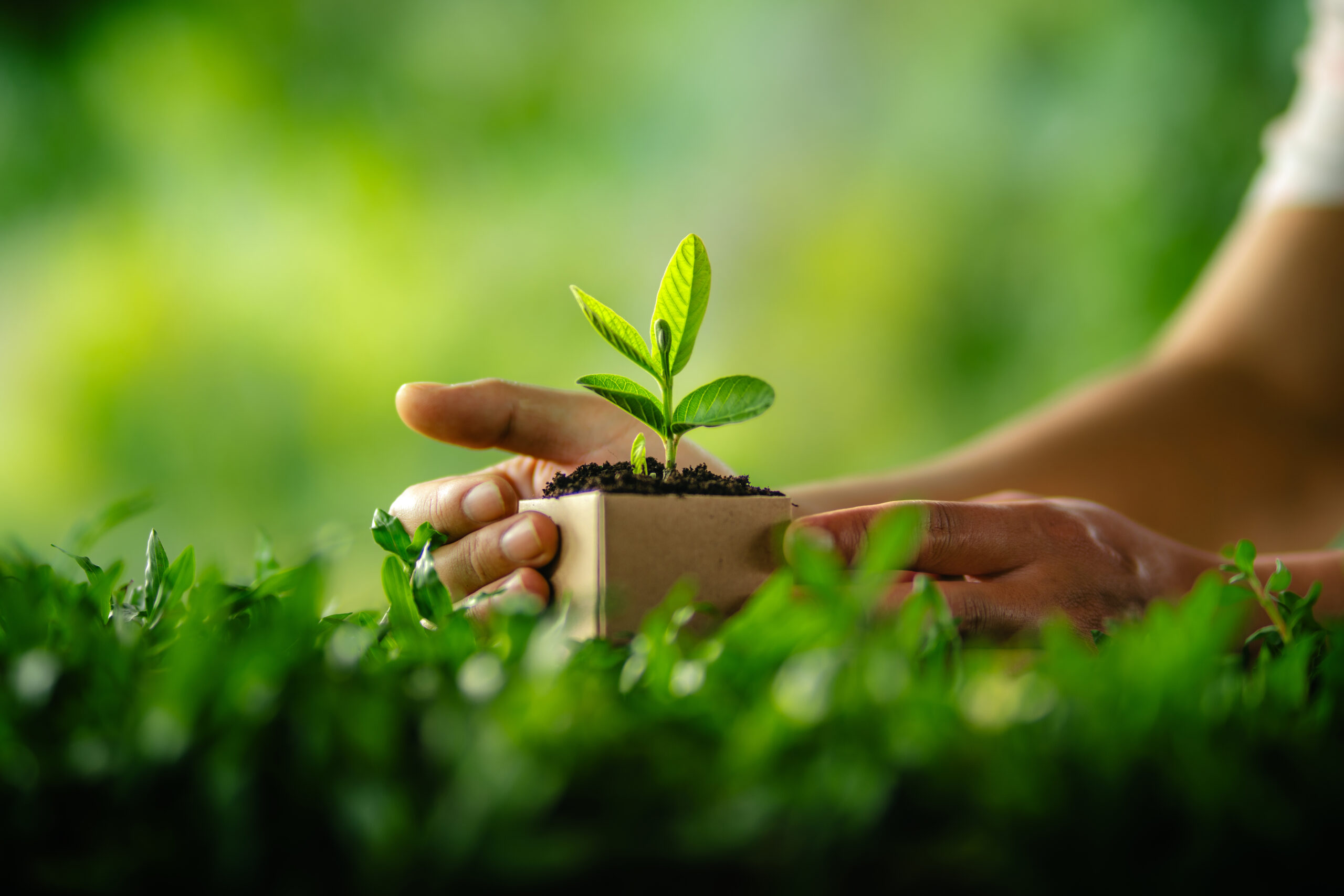 hands holding a small plant sprout symbolizing growth and nature
